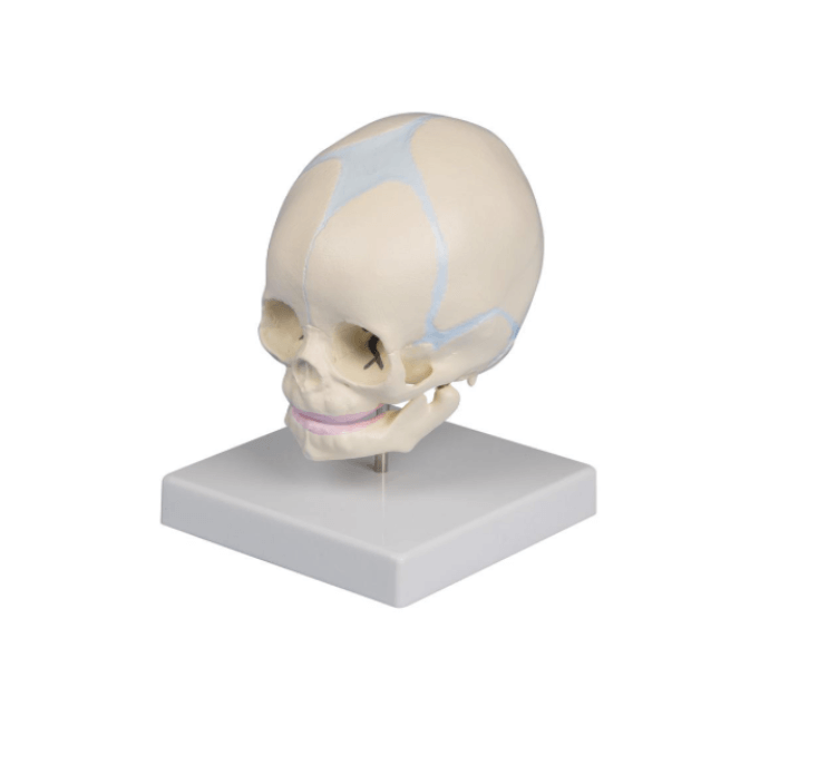 Fetusschädel Modell 30. Schwangerschaftswoche – Naturabguss in Originalgröße für medizinische Ausbildung - Erler - Zimmer